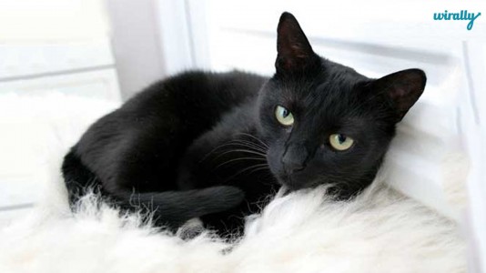 Decoding Indian Superstitions-Black cat
