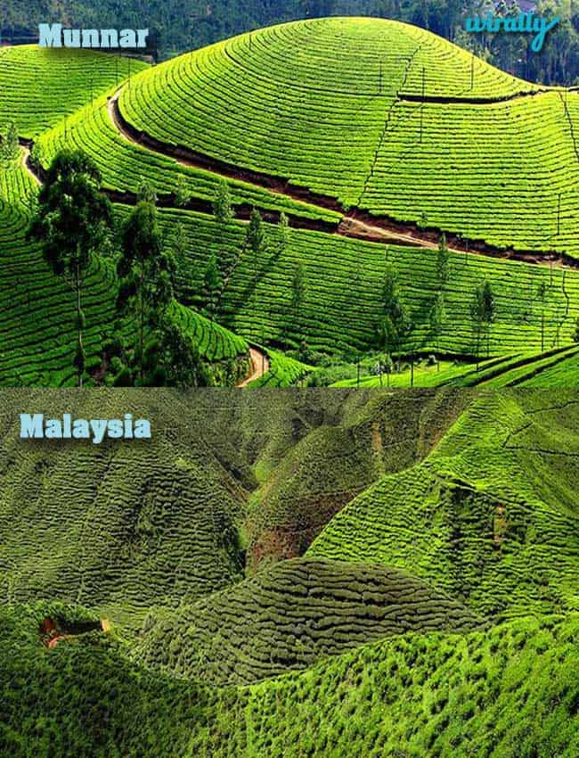 Munnar-Malaysia