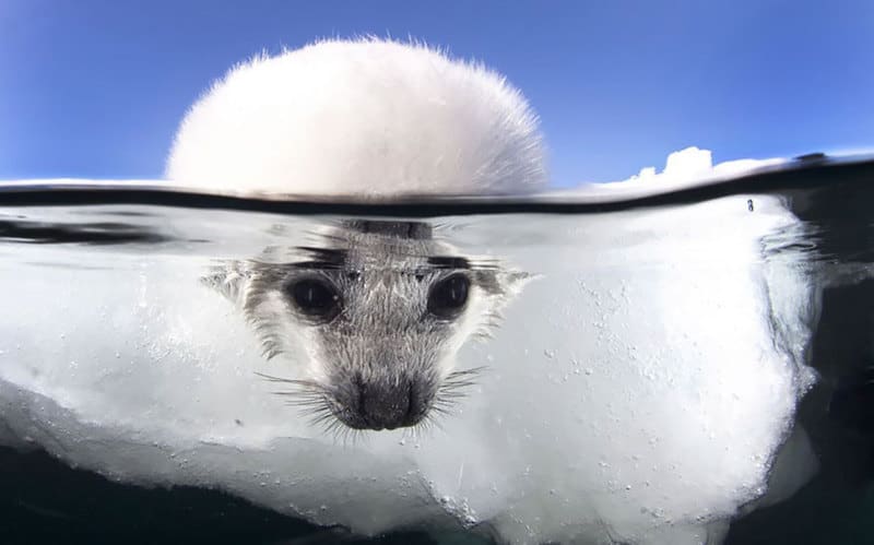Baby seal