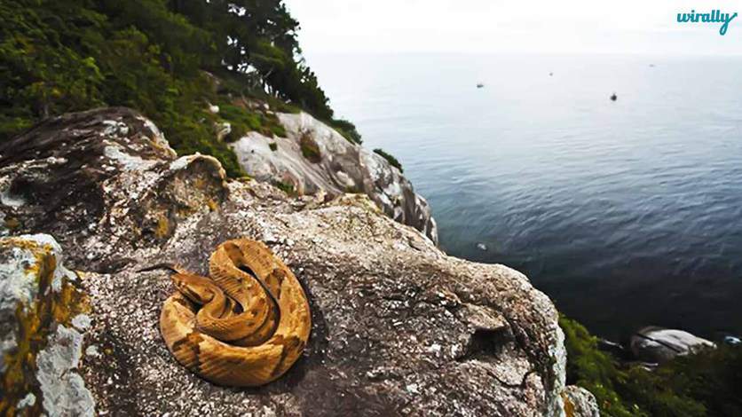 Snake Island, Off Shore Sao Paolo, Brazil-Places not advised to visit