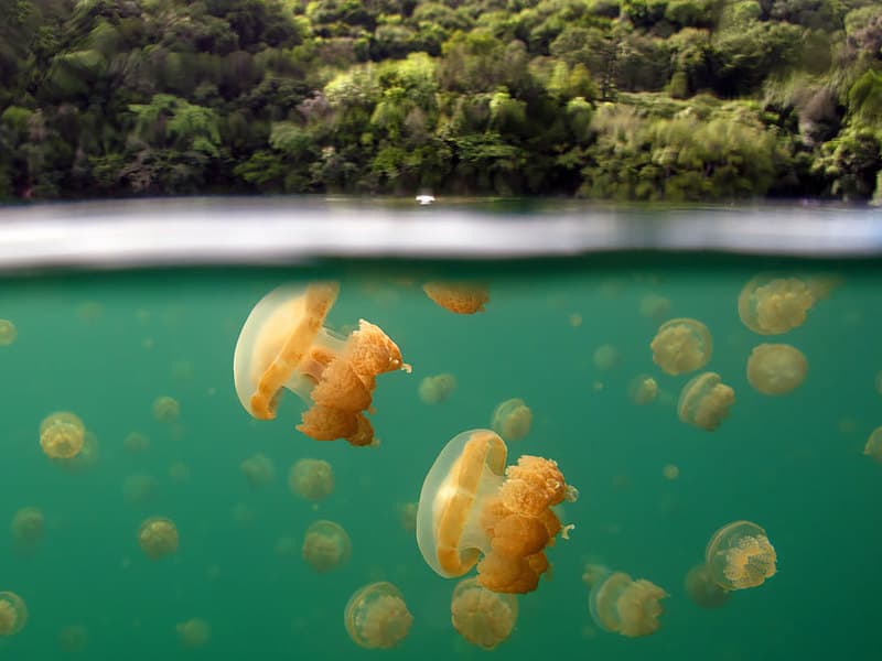 jelly fish lake