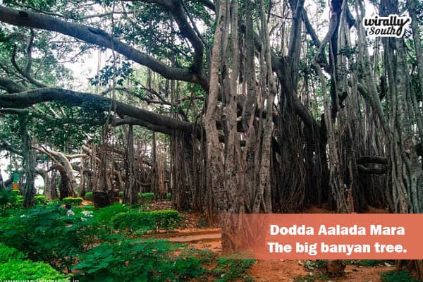 Dodda Aalada Mara – The big banyan tree.
