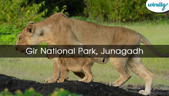 Gir National Park, Junagadh