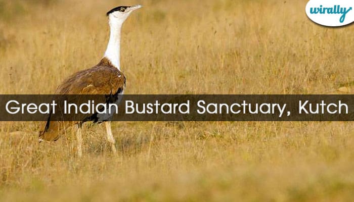 Great Indian Bustard Sanctuary, Kutch