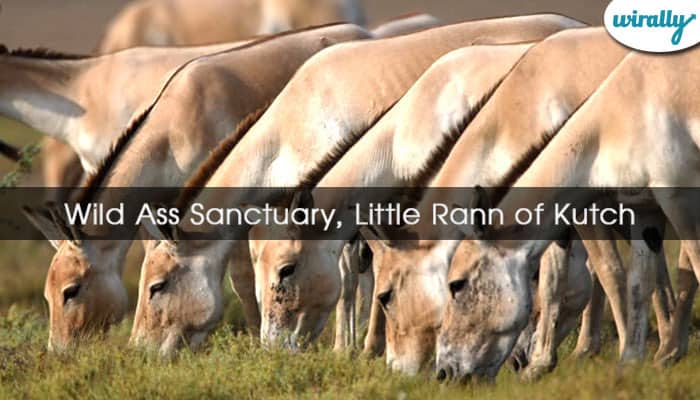 Wild Ass Sanctuary, Little Rann of Kutch
