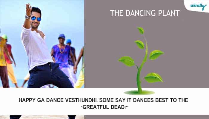The Dancing Plant