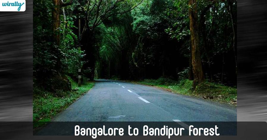 Bangalore-to-Bandipur-Forest