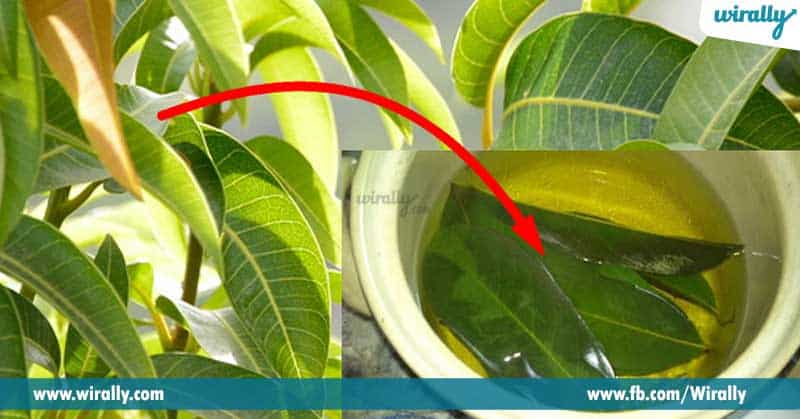 5-Mango-leaves-help