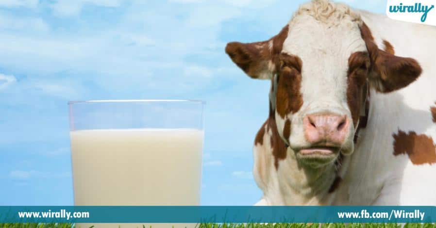 6 Cow milk vs Buffalo milk yedhi best