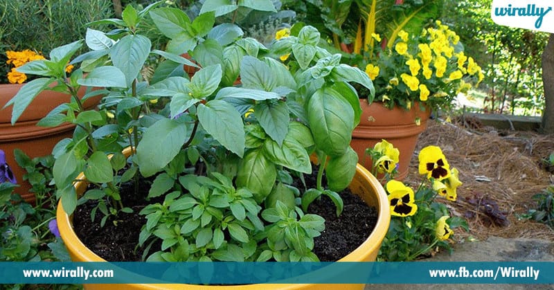 Herbs Which You Can Grow In Your Kitchen