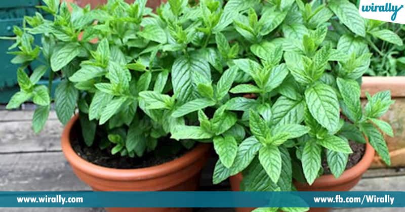 Herbs Which You Can Grow In Your Kitchen