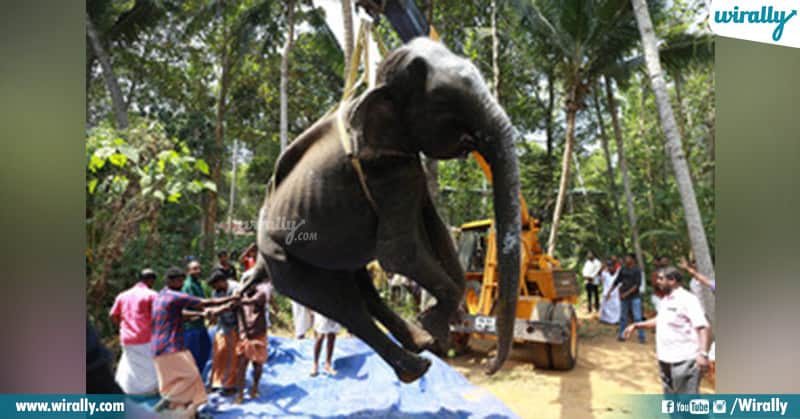 Dakshayani is oldest captive elephant