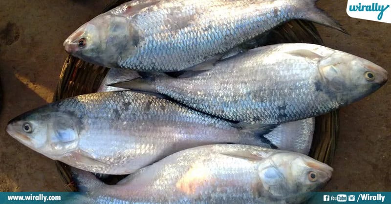 Pulasa Costliest Fish Of Andhra Pradesh