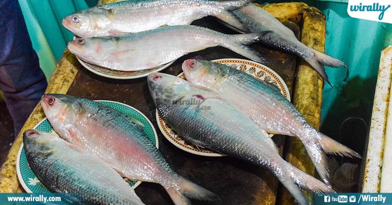 Pulasa Costliest Fish Of Andhra Pradesh