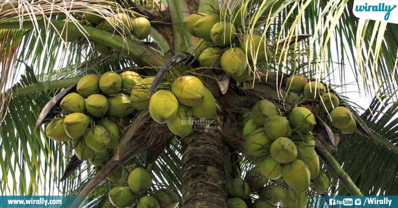 Kerala And Coconut