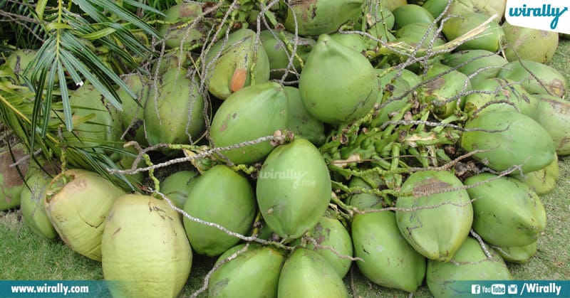Kerala And Coconut