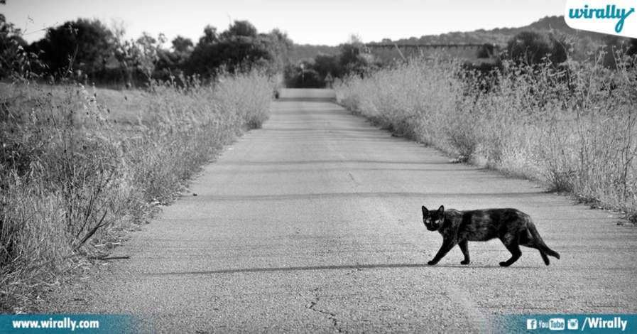 Cats Crossing Your Path