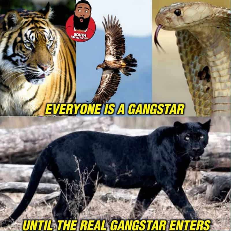 9. Panther Memes