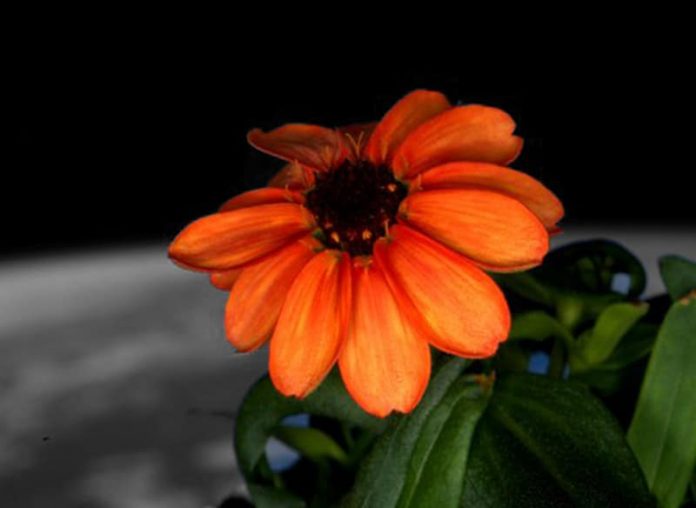 First Flower in space,Tizzy