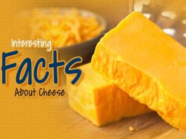 Cheese, Facts About Cheese, Interesting Facts About Cheese