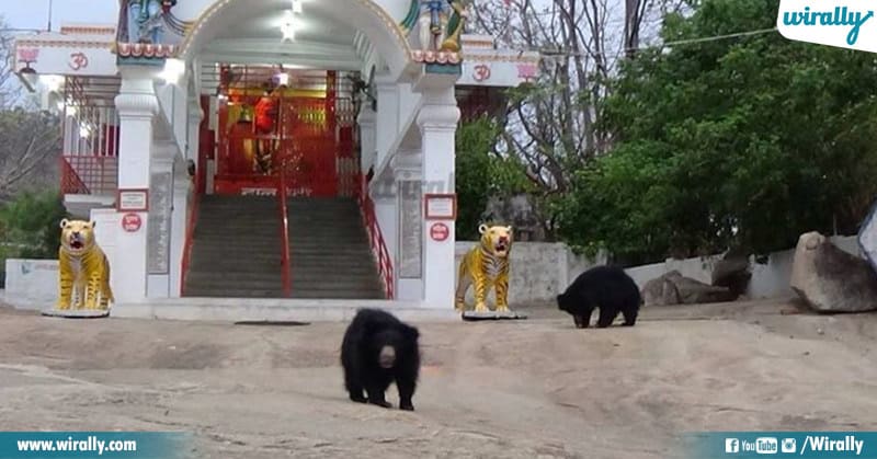 4 Bears Are Visiting This Temple