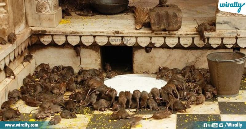 rats temple