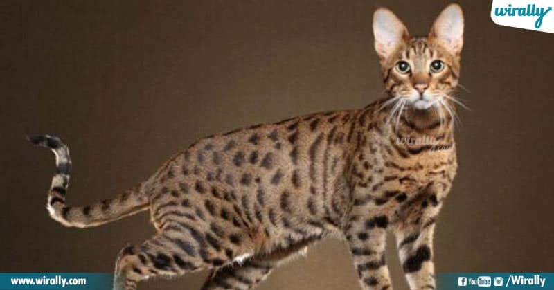1 Most Expensive Pets In The World