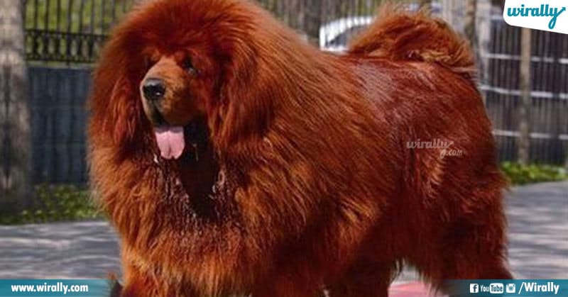 7 Most Expensive Pets In The World