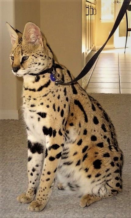 14. Savannah Cat