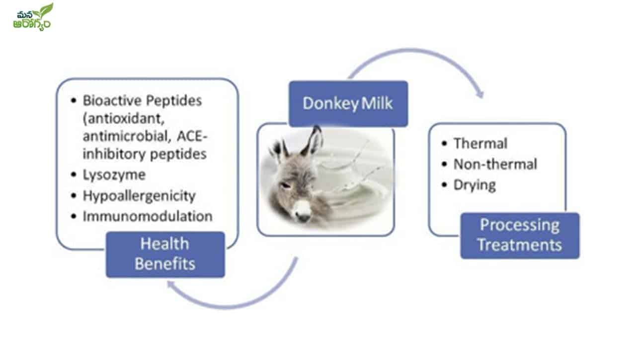 Health Benefits of donkey Milk
