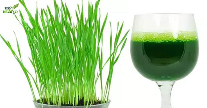 health benefits of drinking wheatgrass juice