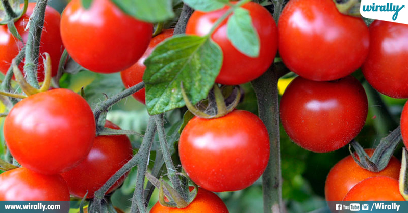 1Varieties Of Tomatoes You Must Try