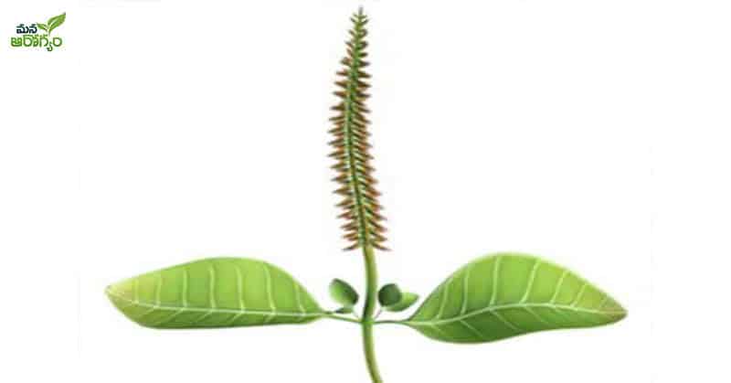 health benefits of Uttareni plant