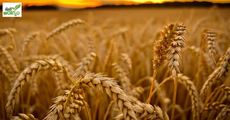 health benefits of wheat