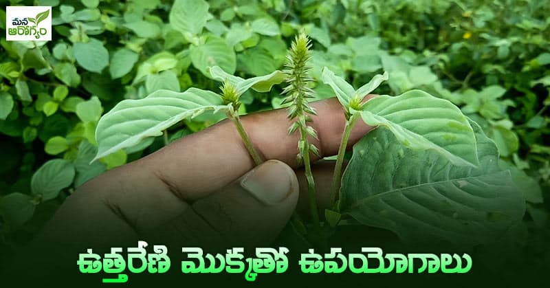 health benefits of Uttareni plant