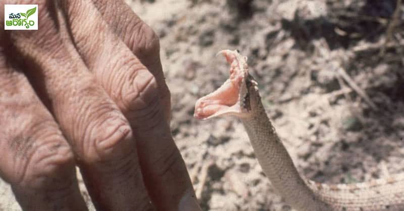 first aid for snake bite