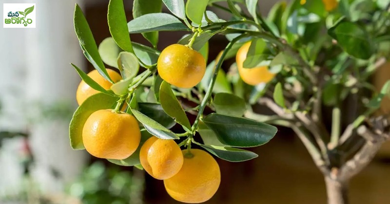 health benefits of lemon leaves