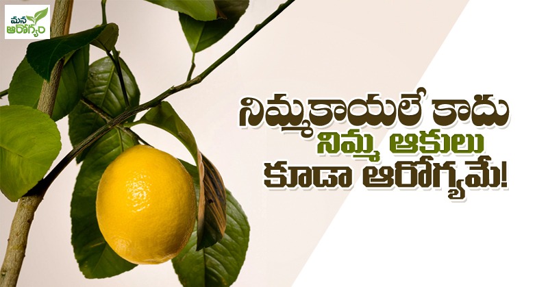health benefits of lemon leaves