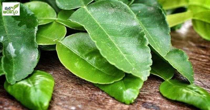 Medicinal properties of lemon leaves