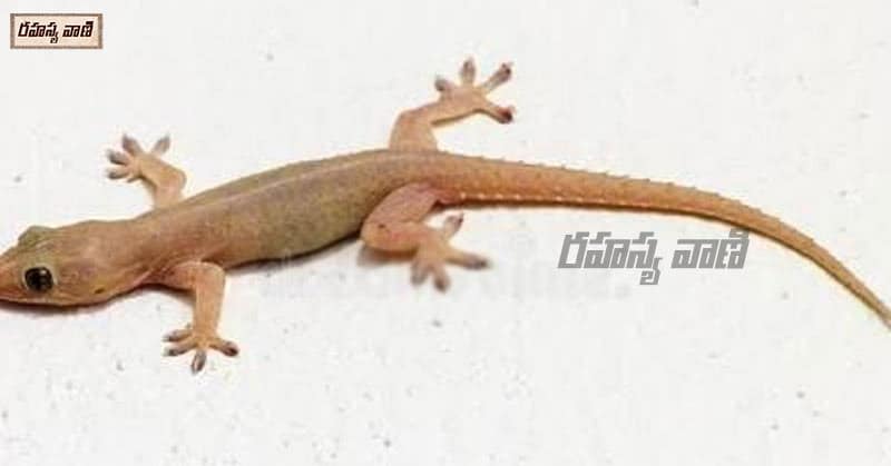 Lizard Falling Meaning on Body Parts