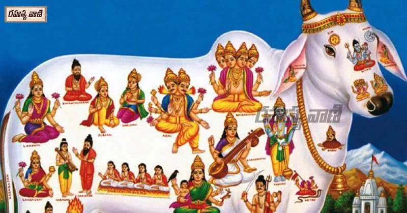 Interesting Facts About gomatha puja