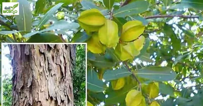 Benefits of Arjuna tree bark