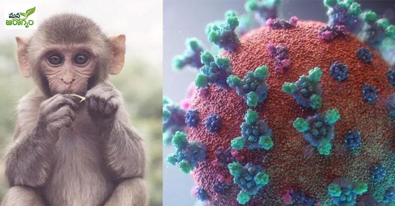 Signs and Symptoms of Monkey B Virus