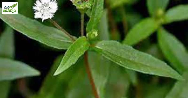 Health Benefits Of Guntagalagara Leaf