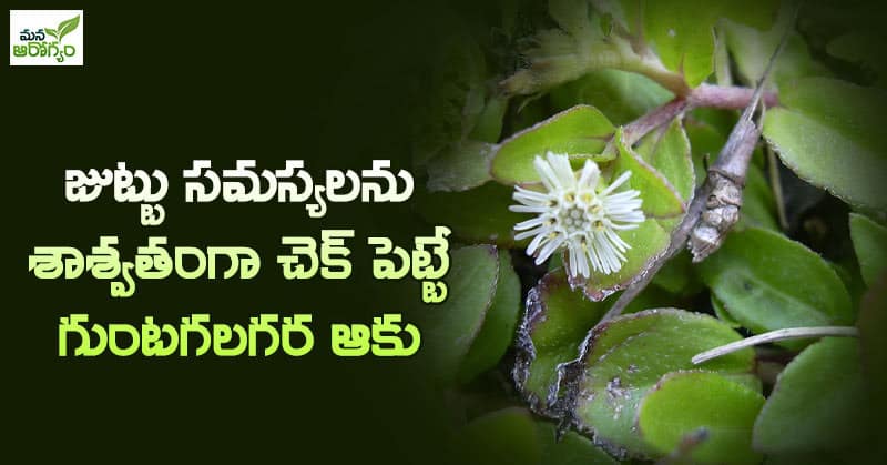 Health Benefits Of Guntagalagara Leaf, In Telugu - Mana Arogyam