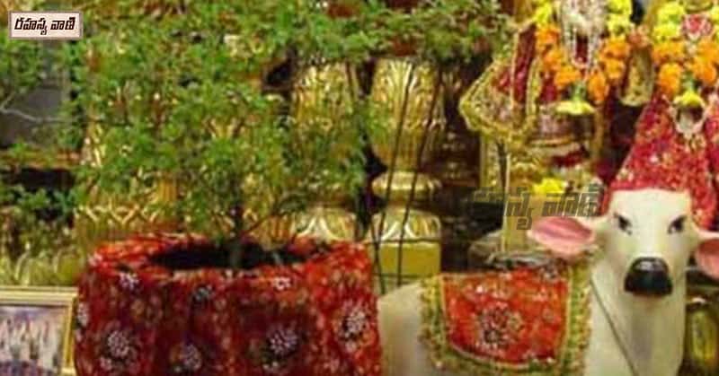 Tulsi Puja on Gokulashtami Day