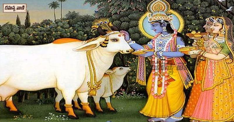 cow and krishna