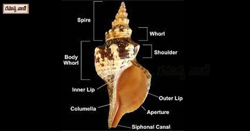 parts of conch