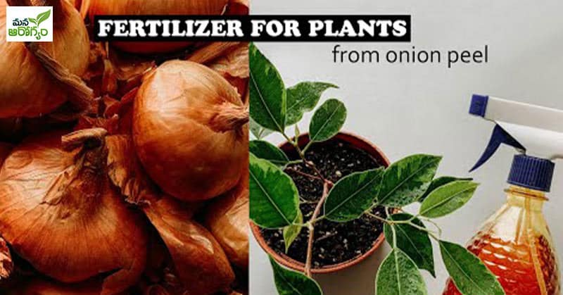 onion peel fertilizer for plants