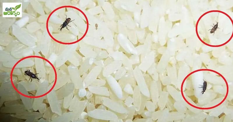 worm in rice